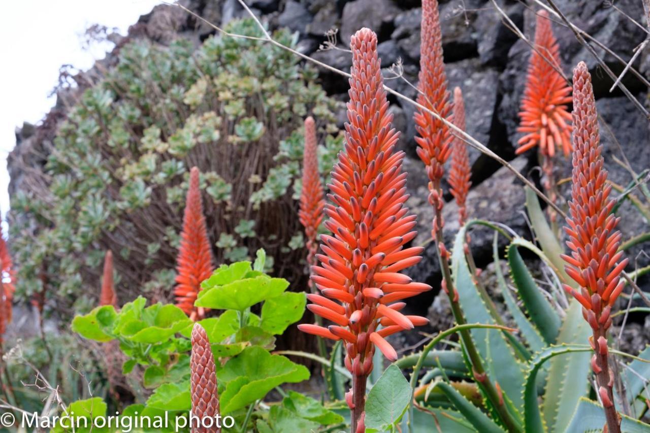 Tenerife Lizards - Duplex In The First Line Callao Salvaje Ngoại thất bức ảnh